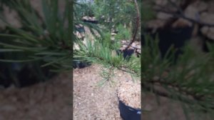 ?Формирование ярусов Ниваки из сосны обыкновенной?