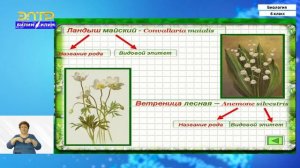 6-класс | Биология  | Классификация растений. Низшие растения.