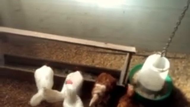 Первое кормление взрослых кур ЗГК (пророщенный ячмень) смотреть онлайн