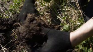 Кровохлебка - незаменимое средство при многих недугах!