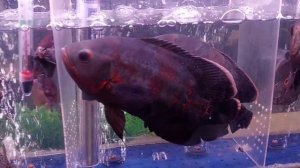 Покупка рыбок 🐟