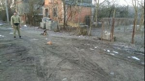 Немецкая овчарка 4 месяца Герда дрессировка Никита!