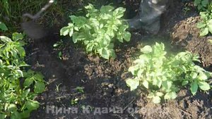 КАК ОКУЧИВАТЬ КАРТОШКУ- ПРАВИЛЬНО ЛЕГКО И БЫСТРО. ОКУЧИВАНИЕ КАРТОФЕЛЯ ВРУЧНУЮ, ПРОСТО ТЯПКОЙ