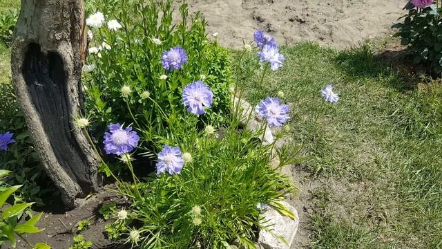 Скабиоза кавказская Клайв Гривз . Scabiosa Clive Greaves . смотреть онлайн