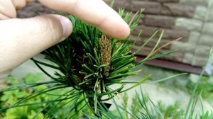 Моя прививка_кедра_на_сосну 2020 год .