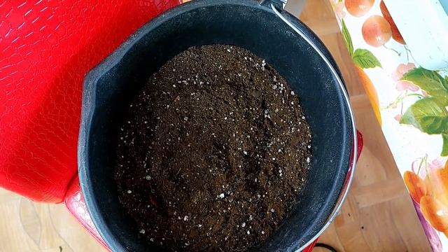 Клубневая бегония. Посадка клубней весной.