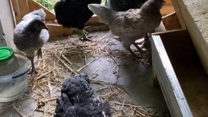 Чашечные поилки для кур и цыплят