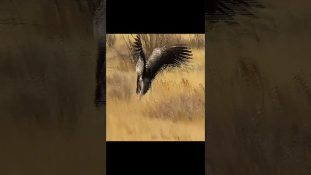 Птица секретарь топчет змею ногами смотреть онлайн