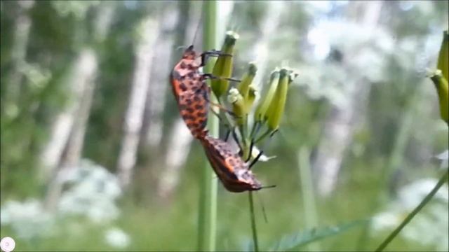 Щитник линейчатый размножается-1 смотреть онлайн