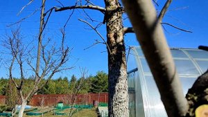 Тестируем электрический секатор и пилу в саду