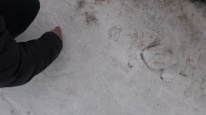 Предпусковой подогреватель на Ленд Крузере