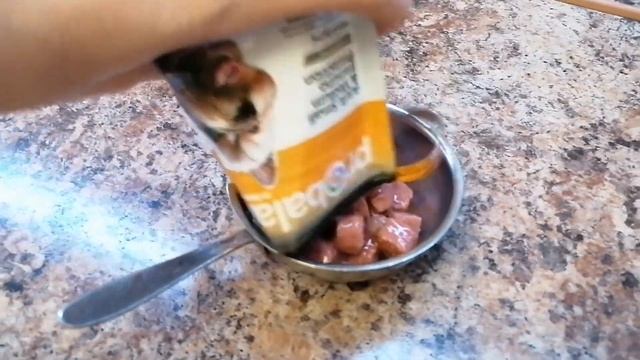 Мисси приехала. Как подобрать корм собаке?? Дигустируем разные корма? смотреть онлайн