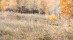 [Обзор] камуфляж woodland.