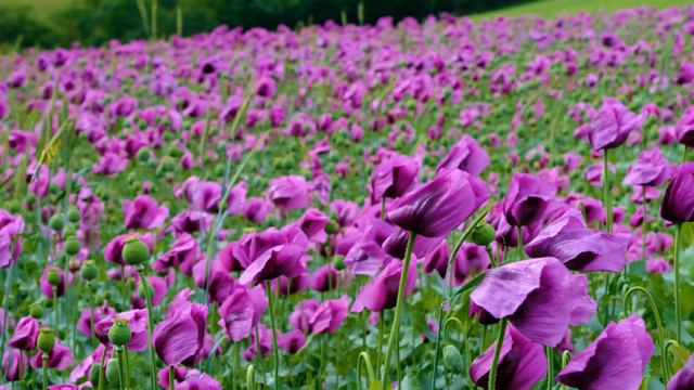 песня цветов смотреть онлайн