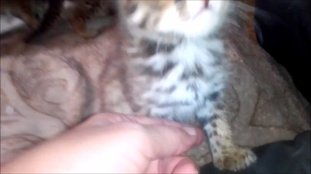 ДАЛЬНЕВОСТОЧНЫЕ КОТЯТА/мнения разошлись/ КОТЕНОК УПАЛ С ДИВАНА/ кошка манчкин и лесной котенок смотреть онлайн