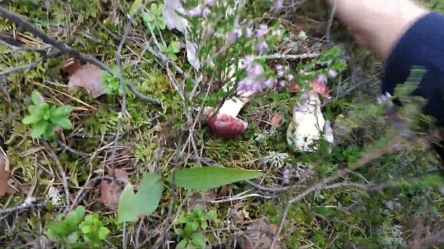 Грибное место! Куча белых грибов)) смотреть онлайн