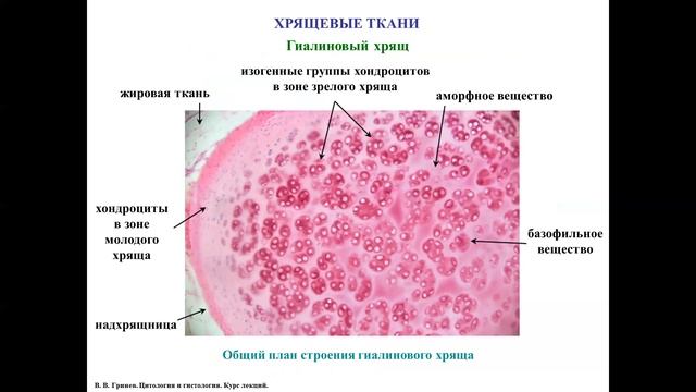 Хондрогенез - развитие хрящевых тканей смотреть онлайн