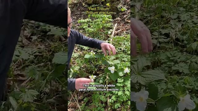 Trillium Plants