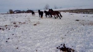 Продаются лошади чистые Першероны