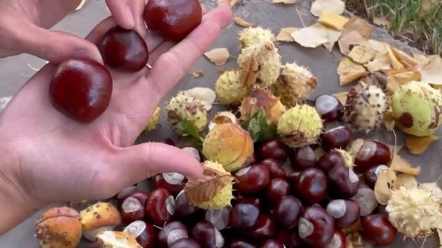 Конский каштан смотреть онлайн