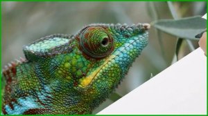 Хамелеоны — интересные факты