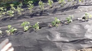 Томаты, от которых я в восторге! Высаживаю лучшие сорта крупноплодных коллекционных томатов.