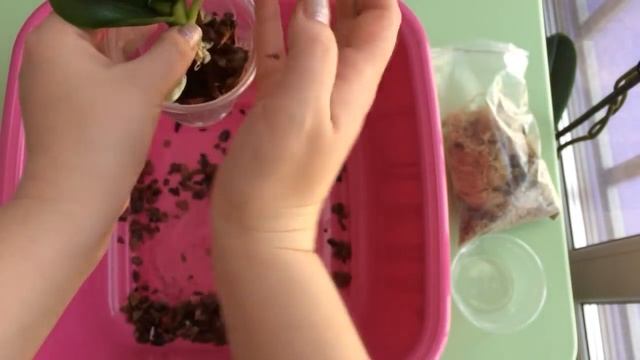 Пересадка детки орхидеи-фаленопсис в отдельный горшок смотреть онлайн