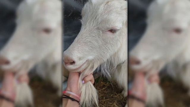 Деревня или видео о том, как правильно гладить животных смотреть онлайн