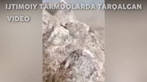 Кашкадарёда улкан илон камерага тушди