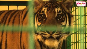 2015: Королевский цирк - Новый сезон в Цирке Никулина на Цветном бульваре