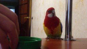 Розелла пестрая • трюк с монеткой ( Ручная розелла, прирученная розелла) "rosella  trick"