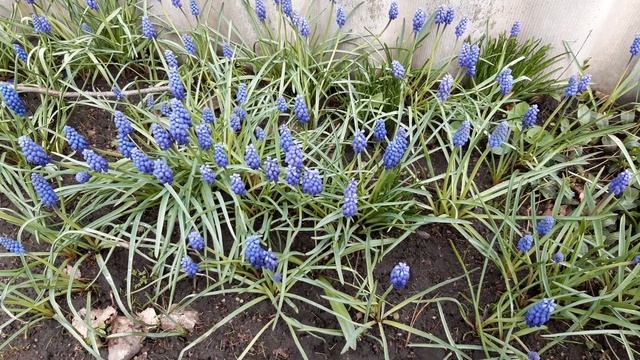 МУСКАРИ или МЫШИННЫЙ ГИАЦИНТ смотреть онлайн