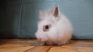 Милый кролик кушает лакомство