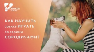 Как научить собаку играть со своими сородичами?