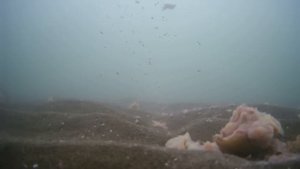 Навага. 11 января 2023. Рыбалка в приморском крае. Шкотовские меляки. Махалки. подводные съемки