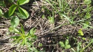 Растения нашего края 1 часть