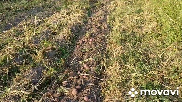 Картофелекопалка и минитрактор Kubota GB20