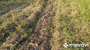 Картофелекопалка и минитрактор Kubota GB20