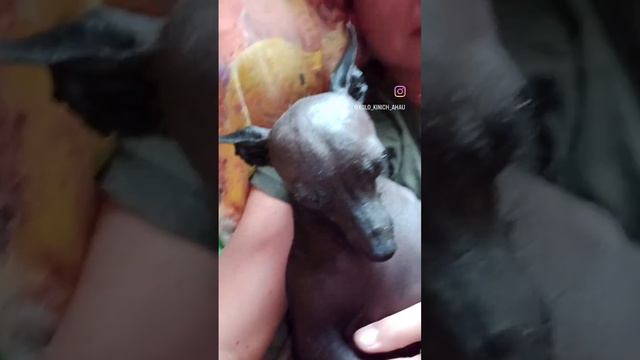 Ксолоитцкуинтли. Питомник Кинич Ахау смотреть онлайн