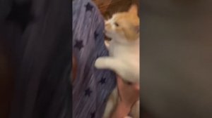 Лечим котика и даем ему лекарства со шприца