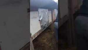 вечернее кормление кроликов.mp4
