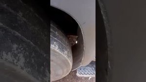 Обзор маз 544018 c двигателем Mercedes-Benz от моего подписчика МИХАИЛА.