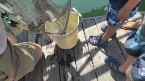 Увидели морского конька