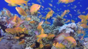 ПРОСТО НЕВЕРОЯТНАЯ МУЗЫКА! Хочется слушать снова… Это Бесконечно красивая музыка Сергей Грищук!