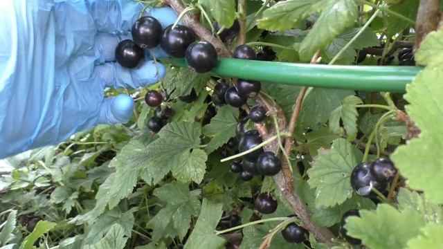 Черная смородина. Ягоды размером с черешню. Отличный урожайный сорт.