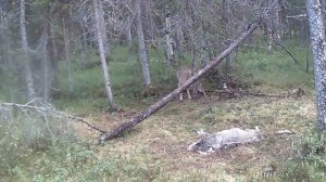 Охота на волка(регулирование численности волков)