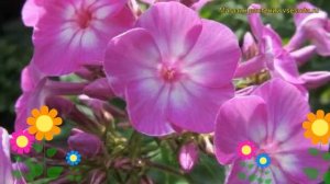 Флокс метельчатый Пикси Миракл. Краткий обзор, описание характеристик phlox paniculata Pixie Miracl