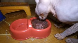 сфинкс ест печень \ Sphinx eating pork liver