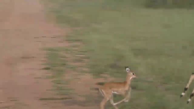 The Backrooms — Уровень 302 "Большой Национальный Парк". смотреть онлайн