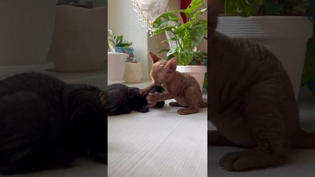 Kitten Fight